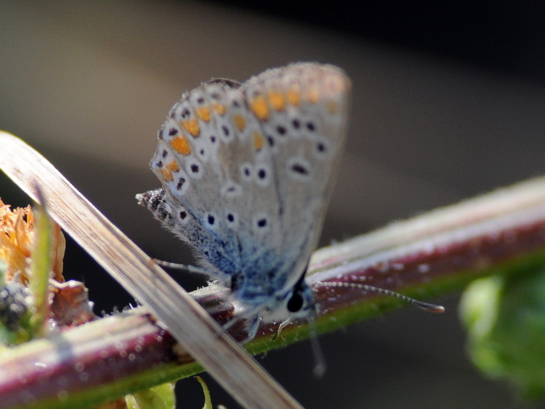 Aricia artaxerxes ??? Aricia sp., Lycaenidae